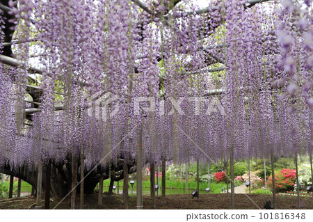 Spring flowers Spring flowers 101816348