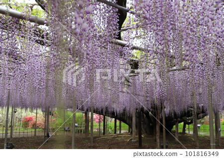 Spring flowers Spring flowers 101816349