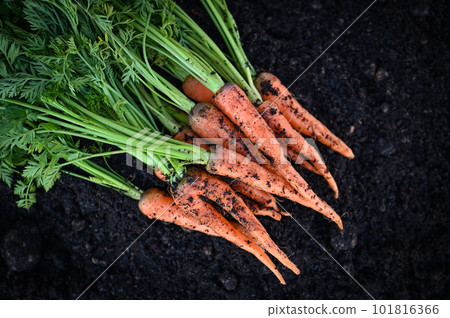 carrot on ground , fresh carrots growing in carrot field vegetable grows in the garden in the soil organic farm harvest agricultural product nature carrot on ground , fresh carrots growing in carrot field vegetable grows in the garden in the soil organic farm harvest agricultural product nature 101816366