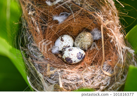 bird nest on tree branch with three eggs inside, bird eggs on birds nest and feather in summer forest , eggs easter concept 101816377