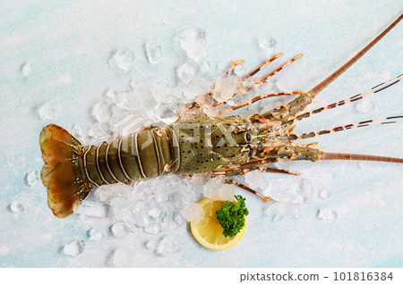 spiny lobster seafood on ice, fresh lobster or rock lobster with herb and spices lemon coriander parsley on background, raw spiny lobster for cooking food or seafood market spiny lobster seafood on ice, fresh lobster or rock lobster with herb and spices lemon coriander parsley on background, raw spiny lobster for cooking food or seafood market 101816384