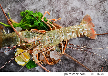 spiny lobster seafood on ice, fresh lobster or rock lobster with herb and spices lemon coriander parsley on background, raw spiny lobster for cooking food or seafood market spiny lobster seafood on ice, fresh lobster or rock lobster with herb and spices lemon coriander parsley on background, raw spiny lobster for cooking food or seafood market 101816385