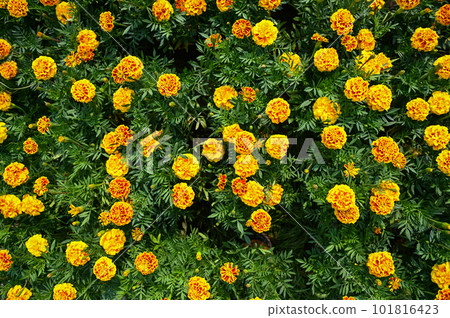marigold flower blossom on the garden, flower yellow and orange marigold flowers for decorate garden 101816423