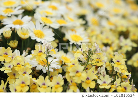 春天的花朵 春天的花朵 101816524