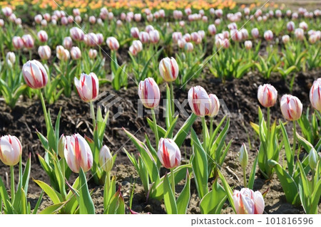 Two-color tulips in full bloom, Chiba 101816596