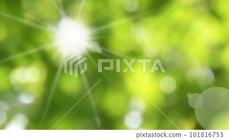 Fresh green Sunlight filtering through trees 16:9 Fresh green Sunlight filtering through trees 16:9 101816753