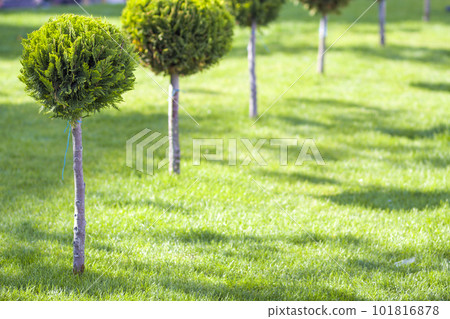 Green lawn with bright grass in a city park with decorative trees on a sunny summer day. Beautiful rest area in urban surrounding. 101816878