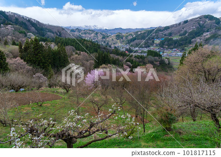 Cherry blossoms and snowy mountains Cherry blossoms and snowy mountains 101817115