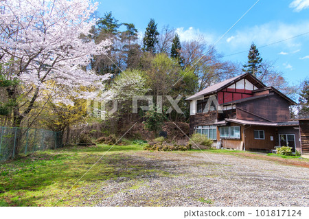 Cherry blossoms and public hall Cherry blossoms and public hall 101817124