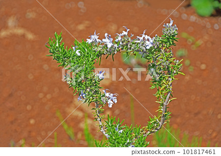 Rosemary	 101817461