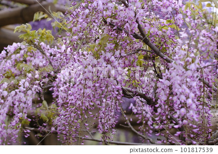 Wisteria flowers swaying in the spring breeze 101817539