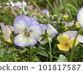 clear violets 101817587