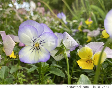 clear violets clear violets 101817587