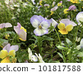 dignified violet 101817588