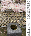 This is the typical Japanese cherry blossom scenery 101817589