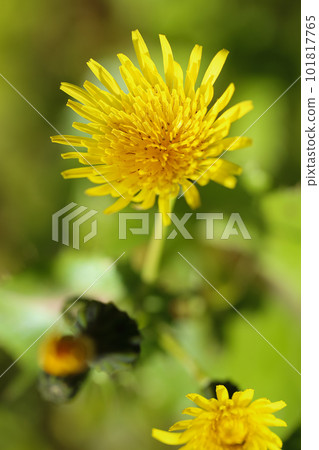 一朵類似蒲公英的花 一朵類似蒲公英的花 101817765