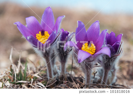 First spring flowers Pulsatilla halleri or pulsatilla taurica in nature 101818016