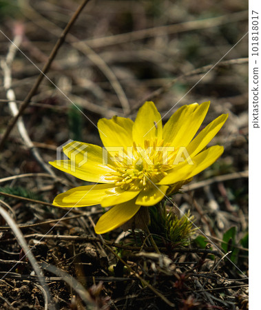 Yellow pheasant's eye or Adonis vernalis flower in nature 101818017