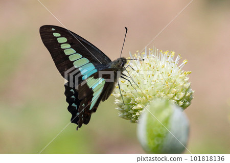 Bluebottle and green onion shaved 101818136