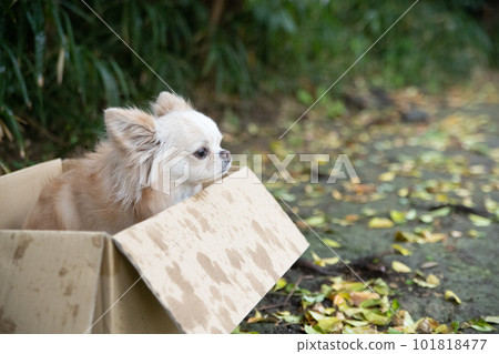 雨中站在紙箱裡的小狗 101818477