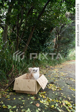 雨中站在紙箱裡的小狗 雨中站在紙箱裡的小狗 101818478