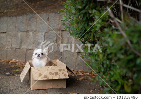 雨中站在紙箱裡的小狗 雨中站在紙箱裡的小狗 101818480