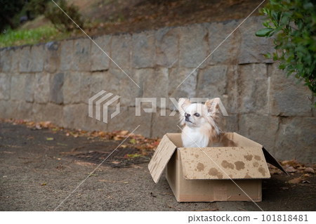 雨中站在紙箱裡的小狗 101818481