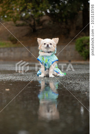 一隻狗穿著雨具在雨中出門 101818598