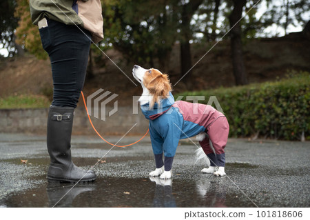 A dog wearing rain gear and going out in the rain A dog wearing rain gear and going out in the rain 101818606