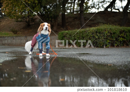 A dog wearing rain gear and going out in the rain A dog wearing rain gear and going out in the rain 101818610