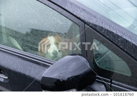dog in the car in the rain 101818760