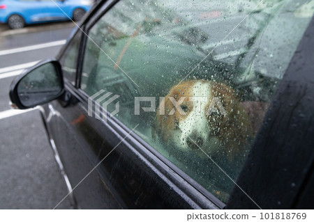狗在雨中的車裡 101818769