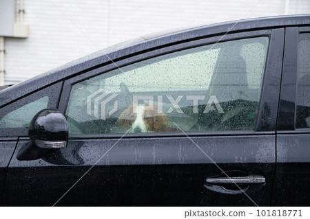 狗在雨中的車裡 狗在雨中的車裡 101818771