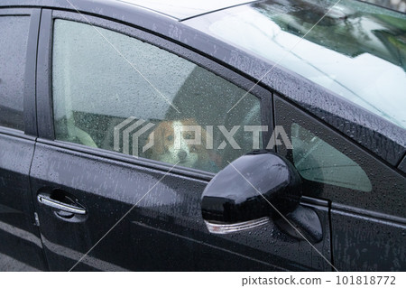 狗在雨中的車裡 狗在雨中的車裡 101818772