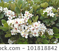 white flowers along the road 101818842