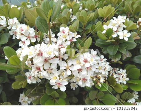 white flowers along the road 101818842