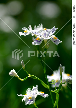 等到薩沙 等到薩沙 101818863