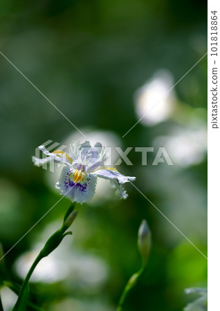 等到薩沙 101818864