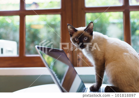 Animals cat acting like a human. Cat working at Laptop computer Animals cat acting like a human. Cat working at Laptop computer 101818897