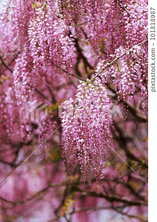 Wisteria flowers in full bloom 101818987