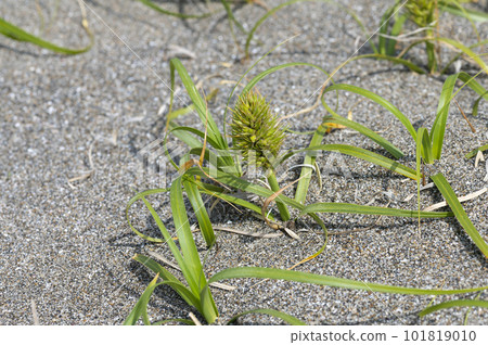 Koubotomugi 101819010