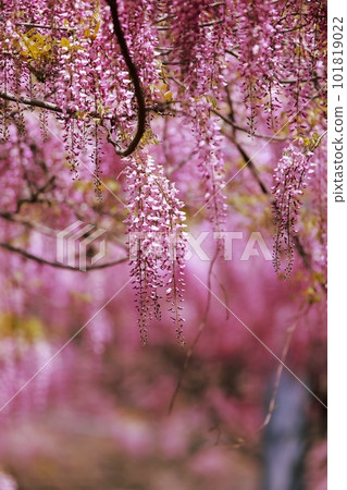 Wisteria flowers in full bloom Wisteria flowers in full bloom 101819022