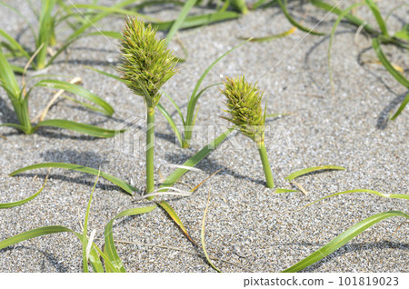 Koubotomugi Koubotomugi 101819023