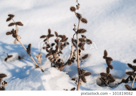 Xanthium strumarium rough cocklebur, clotbur, coolgardie bur dry branches in snow in winter 101819082