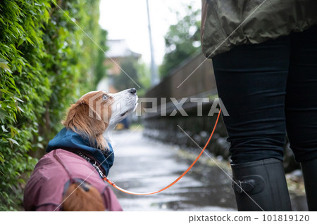 Owner and dog wearing rainwear going for a walk in the rain Owner and dog wearing rainwear going for a walk in the rain 101819120