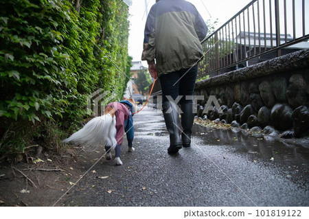 Owner and dog wearing rainwear going for a walk in the rain 101819122