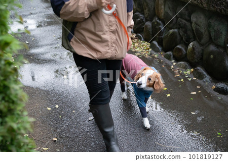 Owner and dog wearing rainwear going for a walk in the rain 101819127