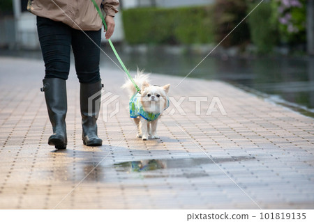 Owner and dog wearing rainwear going for a walk in the rain 101819135