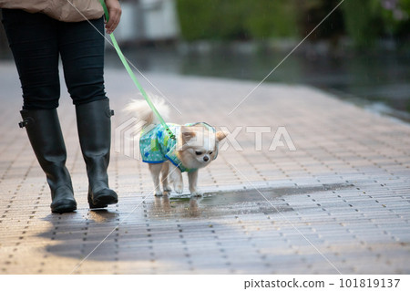 Owner and dog wearing rainwear going for a walk in the rain Owner and dog wearing rainwear going for a walk in the rain 101819137