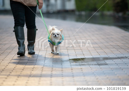 Owner and dog wearing rainwear going for a walk in the rain 101819139